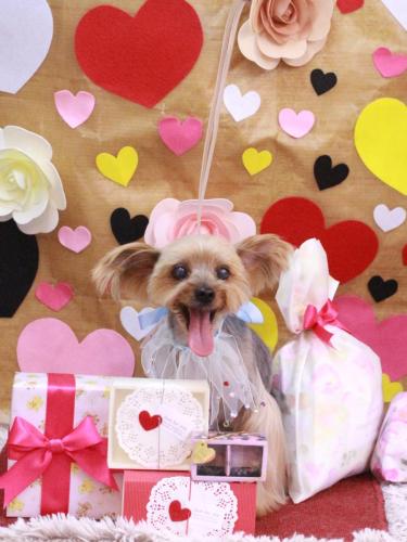 20230204マックスくん